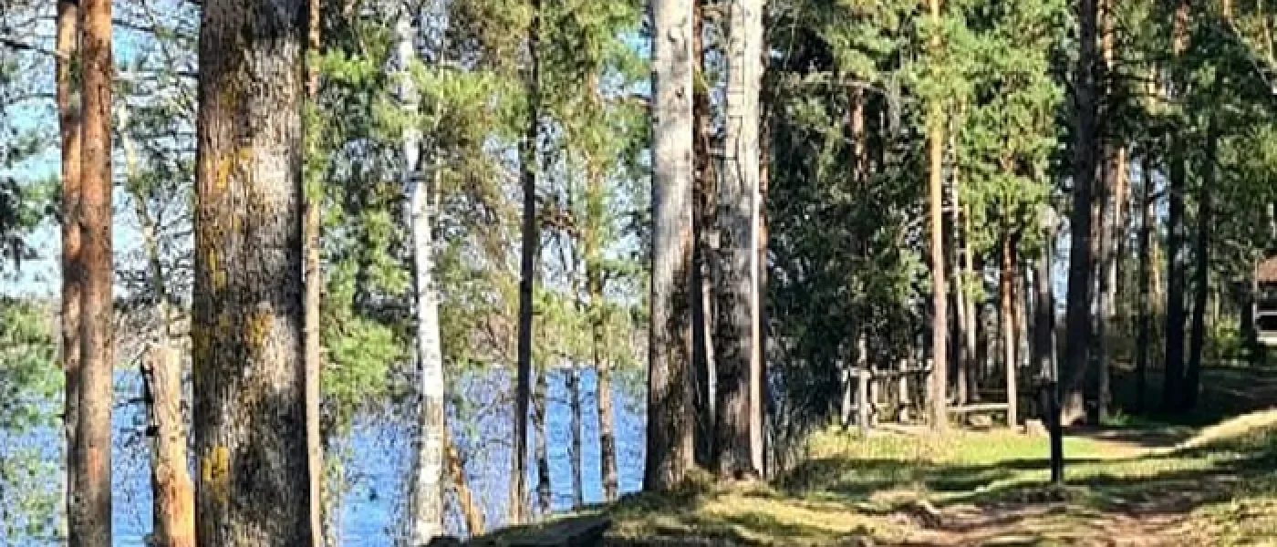 Сосны на высоком берегу Волги в Козловых горах